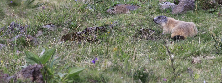 _MG_0615.JPG